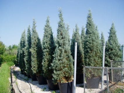  Cipres (Cupressus Arizonica 'Glauca')