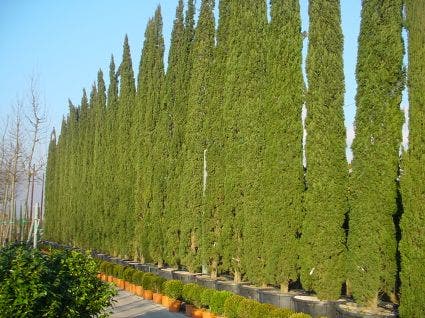  Italiaanse Cypres (Cupressus Sempervirens 'Stricta')