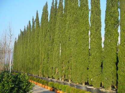  Italiaanse Cypres (Cupressus Sempervirens 'Stricta')