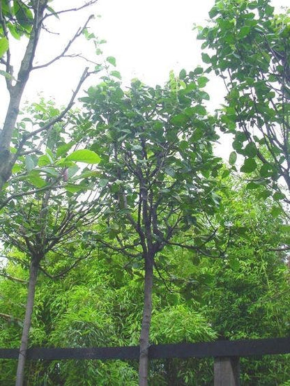  Kweepeer (Cydonia Oblonga)