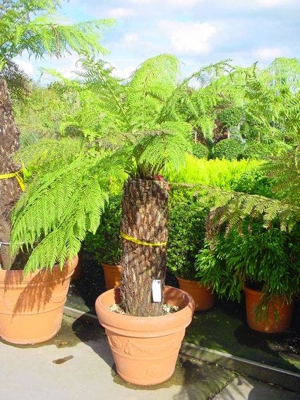  Grote Boomvaren (Dicksonia Antarctica)