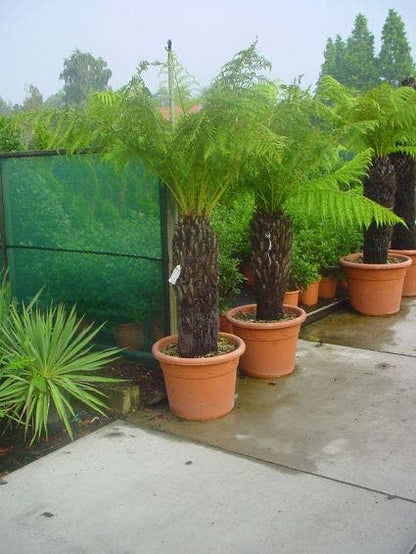  Grote Boomvaren (Dicksonia Antarctica)