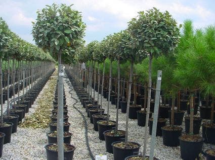 Olijfwilg Als Boom (Elaeagnus Pungens 'Maculata')