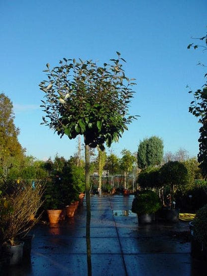  Olijfwilg Als Boom (Elaeagnus Pungens 'Maculata')