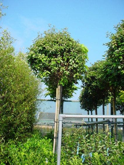  Olijfwilg Als Boom (Elaeagnus Pungens 'Maculata')