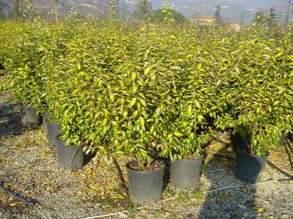  Olijfwilg (Elaeagnus Pungens 'Maculata')