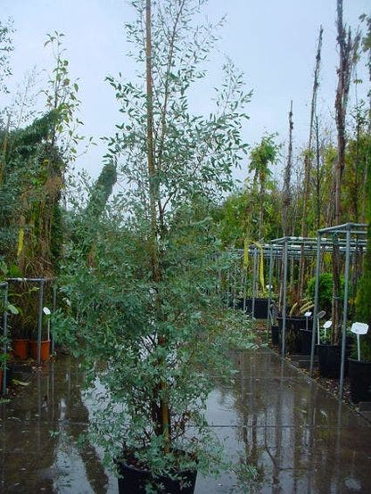  Winterharde Gomboom (Eucalyptus Gunnii)