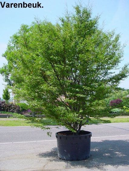 Varenbeuk (Fagus Sylvatica 'Aspleniifolia')