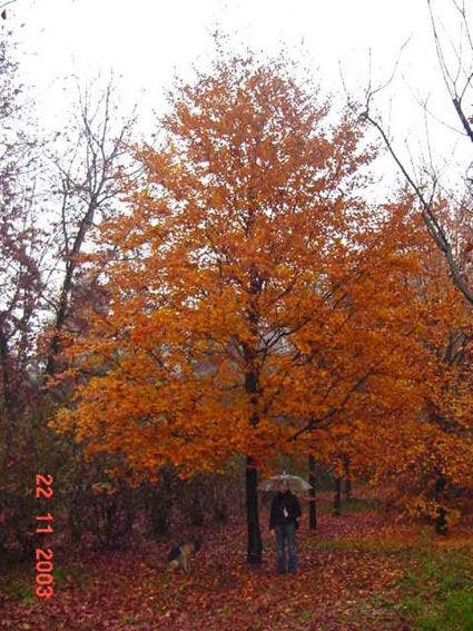  Rode Beukenboom (Fagus Sylvatica 'Atropunicea' )