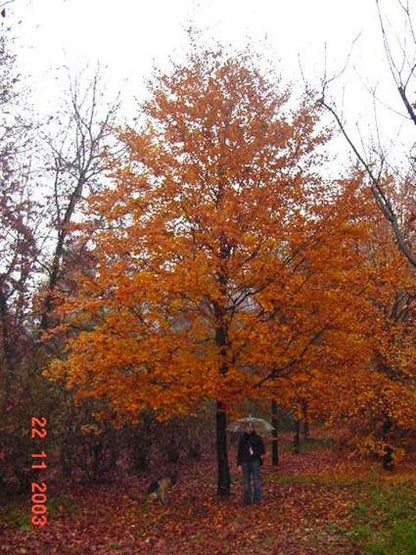  Rode Beukenboom (Fagus Sylvatica 'Atropunicea' )
