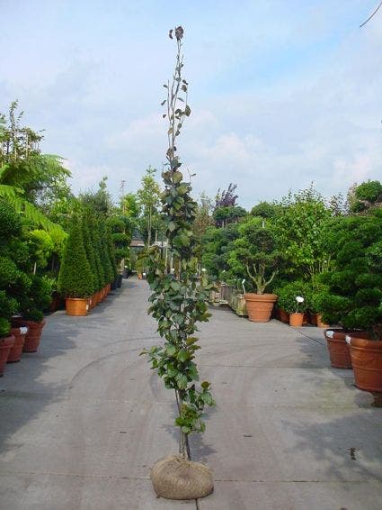 Rode Zuilbeuk (Fagus Sylvatica 'Dawyck Purple')