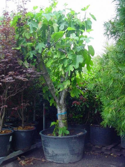  Vijg Als Solitair (Ficus Carica)