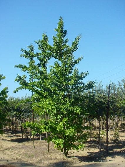  Japanse Notenboom (Ginkgo Biloba)