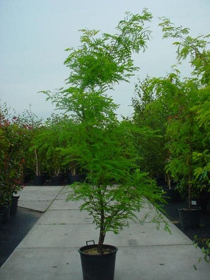  Geelbladige Christusdoorn (Gleditsia Triacanthos 'Sunburst')