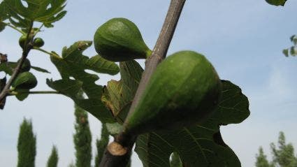  Vijgenboom (Ficus Carica)