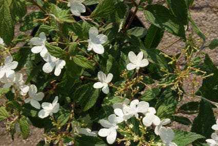  Sneeuwbal (Viburnum Plicatum 'Watanabe')