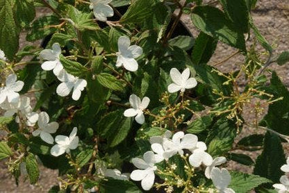  Sneeuwbal (Viburnum Plicatum 'Watanabe')