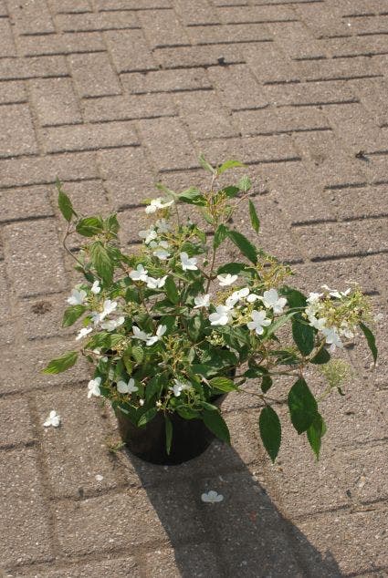  Sneeuwbal (Viburnum Plicatum 'Watanabe')