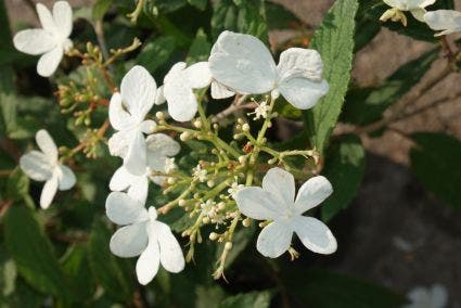  Sneeuwbal (Viburnum Plicatum 'Watanabe')