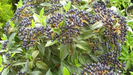  Groenblijvende Sneeuwbal (Viburnum Tinus)