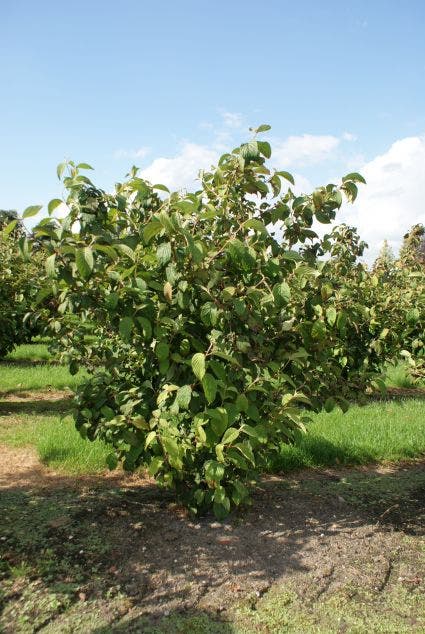  Japanse Sneeuwbal (Viburnum Plicatum 'Tomentosum')