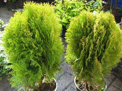  Levensboom (Thuja Orientalis 'Aurea Nana')