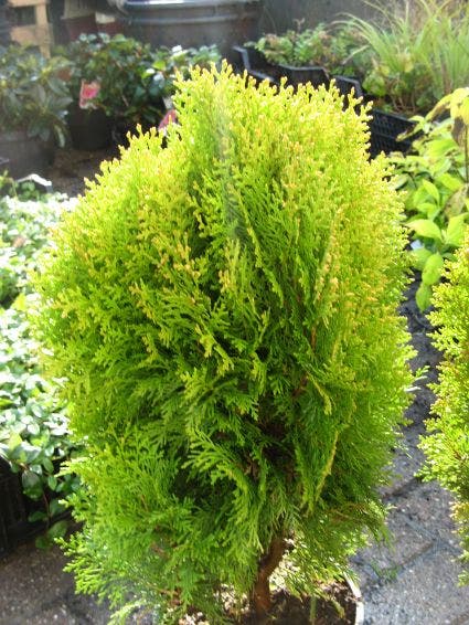 Levensboom (Thuja Orientalis 'Aurea Nana')