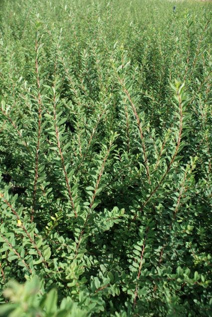  Spierstruik (Spiraea Nipponica 'Snowmound')
