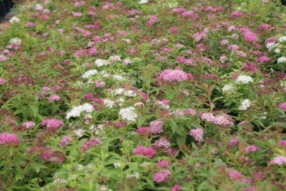  Spierstruik (Spiraea Japonica 'Genpei' (Shirobana))