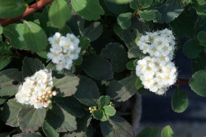  Spierstruik (Spiraea Betulifolia 'Tor')