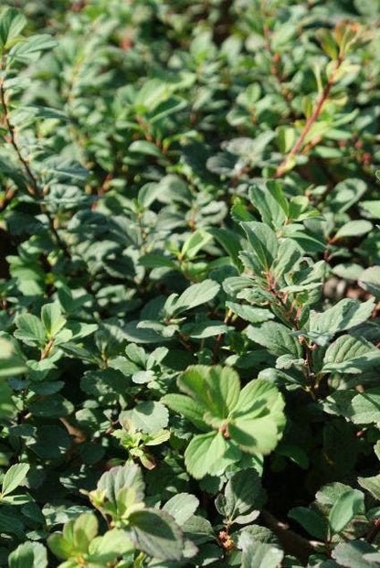  Spierstruik (Spiraea Betulifolia 'Tor')