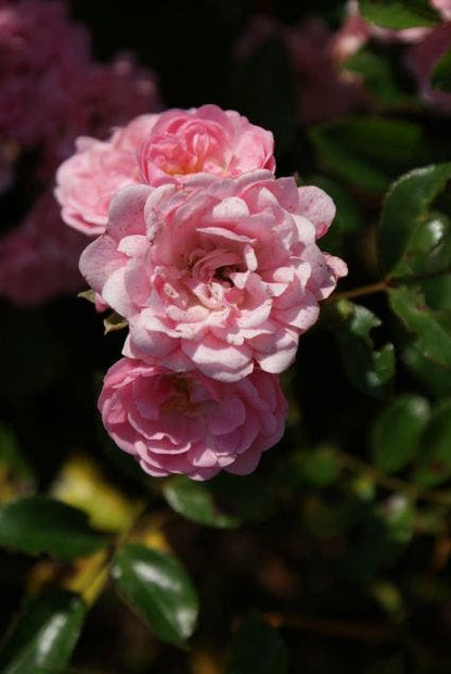 Bodembedekkende Roos (Rosa 'The Fairy')