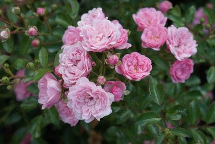  Bodembedekkende Roos (Rosa 'The Fairy')