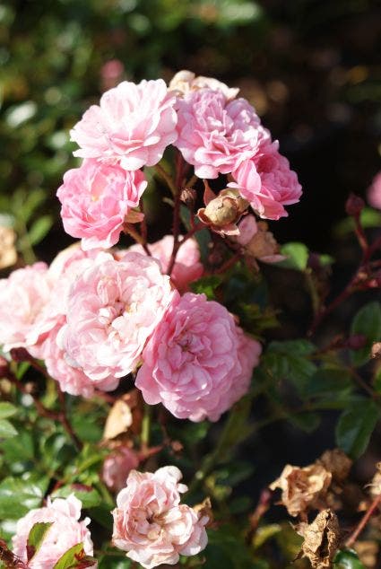  Stamroos (Rosa 'The Fairy')