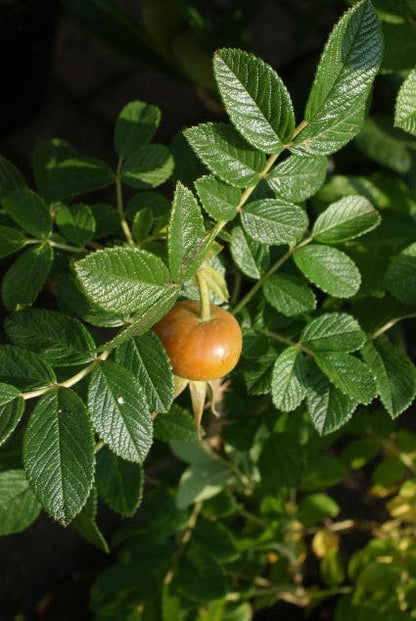  Rimpelroos (Rosa Rugosa 'Rubra')