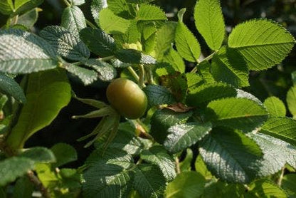  Rimpelroos (Rosa Rugosa 'Rubra')