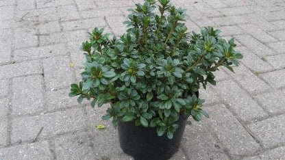  Japanse Azalea (Rhododendron 'Geisha Purple')