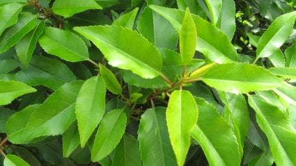  Portugese Laurier (Prunus Lusitanica)