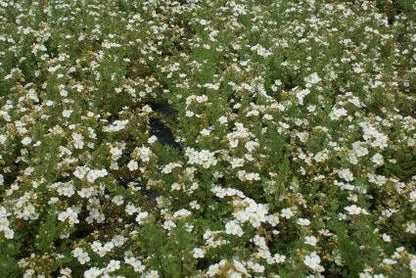  Ganzerik (Potentilla Fruticosa 'Abbotswood')