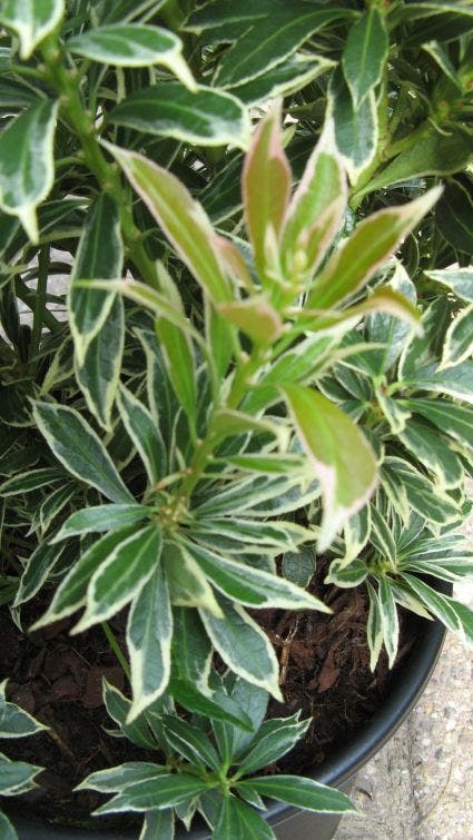  Rotsheide (Pieris Japonica 'Variegata')