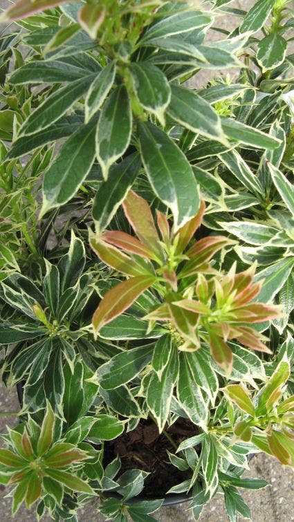  Rotsheide (Pieris Japonica 'Variegata')