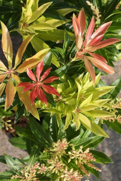  Rotsheide (Pieris 'Forest Flame')
