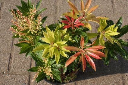  Rotsheide (Pieris 'Forest Flame')