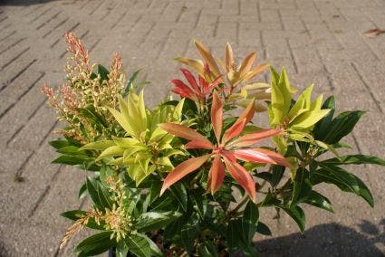  Rotsheide (Pieris 'Forest Flame')