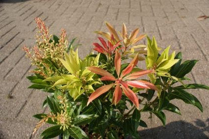  Rotsheide (Pieris 'Forest Flame')