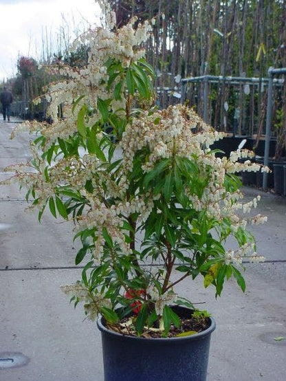  Rotsheide (Pieris 'Forest Flame')