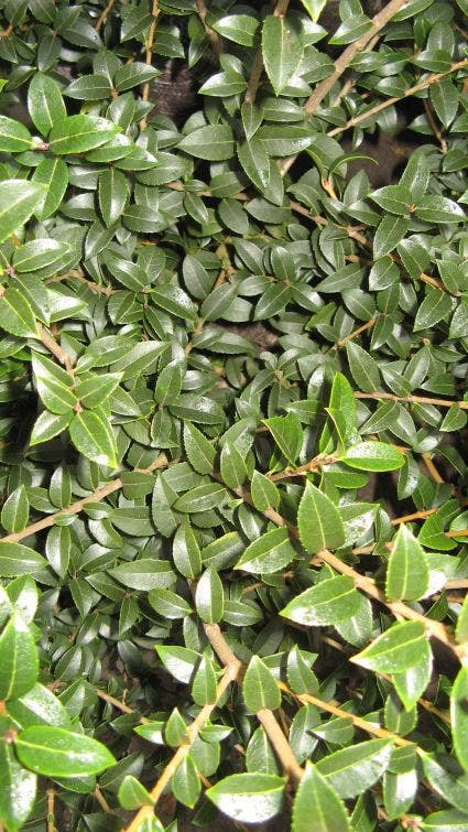  Schijnhulst (Osmanthus Burkwoodii)