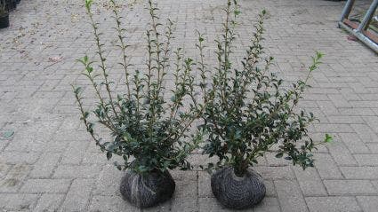  Schijnhulst (Osmanthus Burkwoodii)