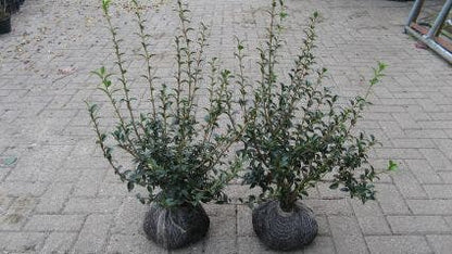  Schijnhulst (Osmanthus Burkwoodii)