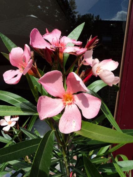  Roze Oleander (Nerium Oleander)